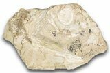 Bargain, Fossil Oreodont (Merycoidodon) Skull - South Dakota #243585-2